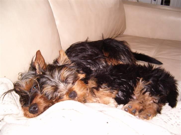 Australian silky terrier Bibi - "Åh, hvor dejligt det er at putte her ved sin storebror!" billede 5