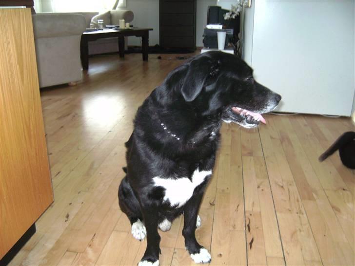 Blanding af racer Ramses billede 2