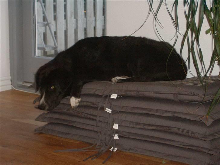 Blanding af racer Ramses billede 3