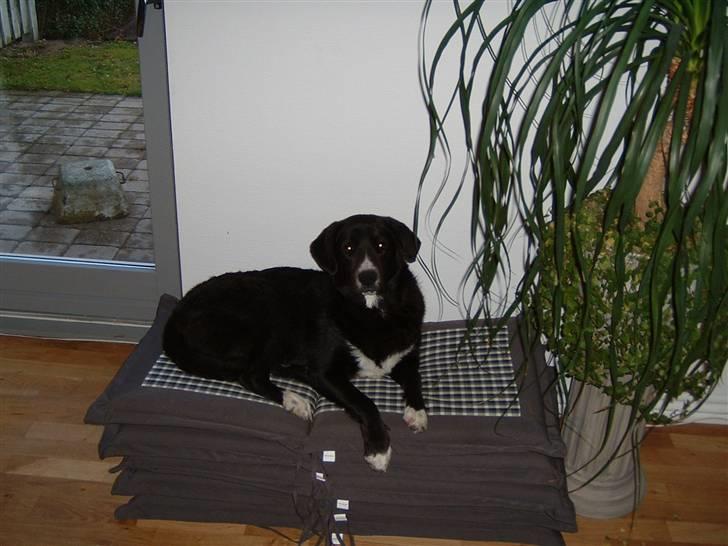 Blanding af racer Ramses billede 4