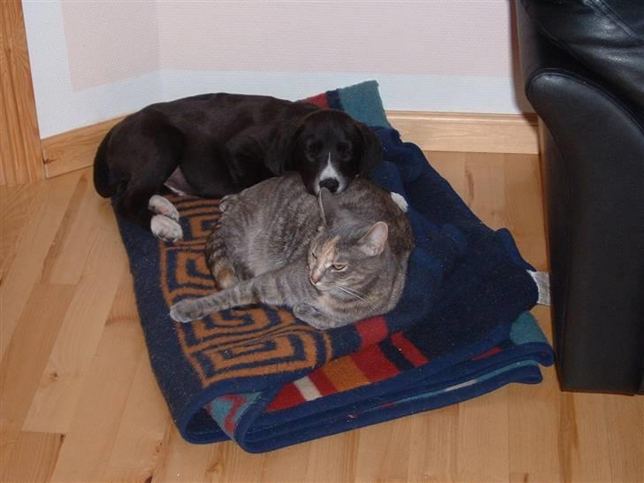 Blanding af racer Ramses billede 5