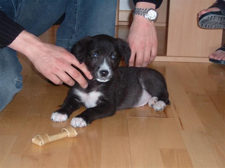 Blanding af racer Ramses billede 6