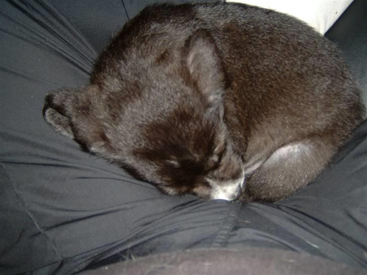 Blanding af racer Ramses billede 7