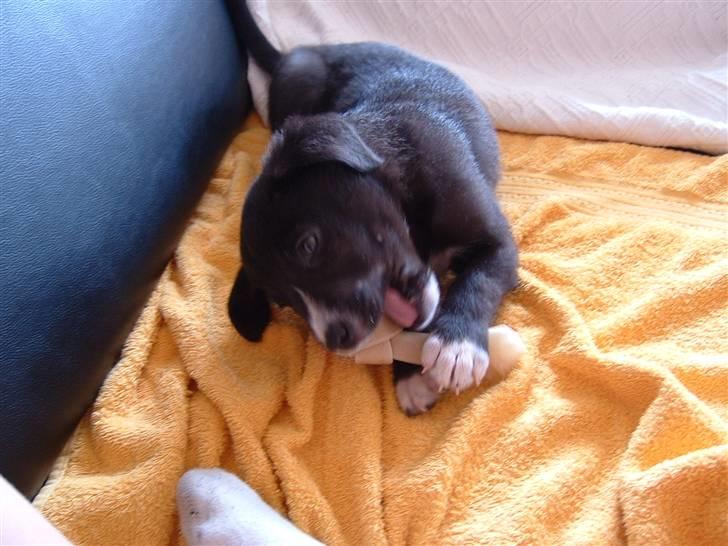 Blanding af racer Ramses billede 8