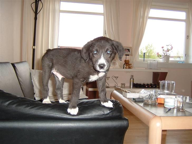 Blanding af racer Ramses billede 9