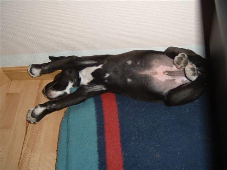 Blanding af racer Ramses billede 10