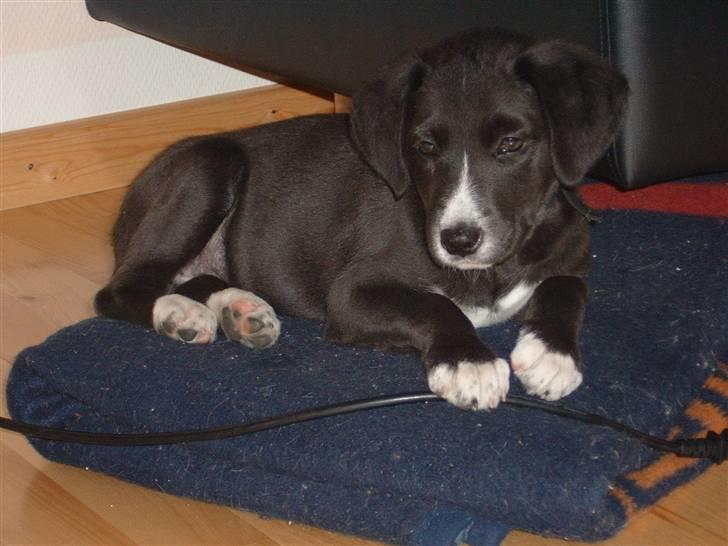 Blanding af racer Ramses billede 11