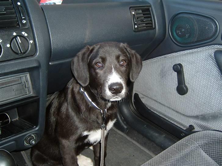 Blanding af racer Ramses billede 12