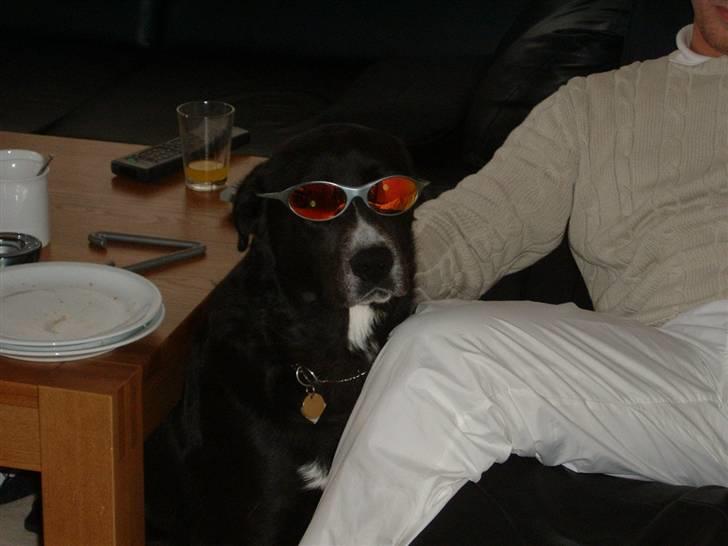 Blanding af racer Ramses billede 13