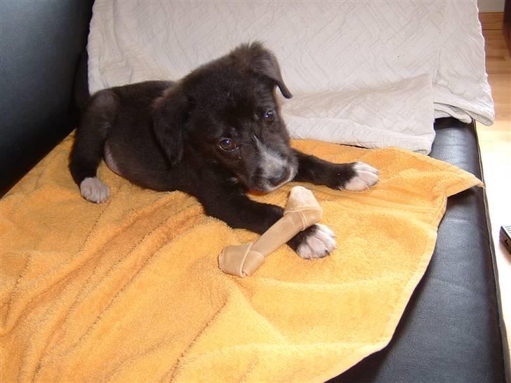 Blanding af racer Ramses billede 14