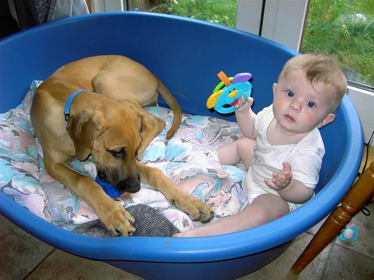 Blanding af racer Abbie - se hvor vi leger billede 4