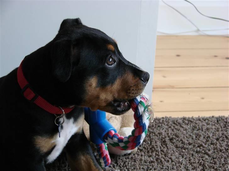 Staffordshire bull terrier Bacon billede 9