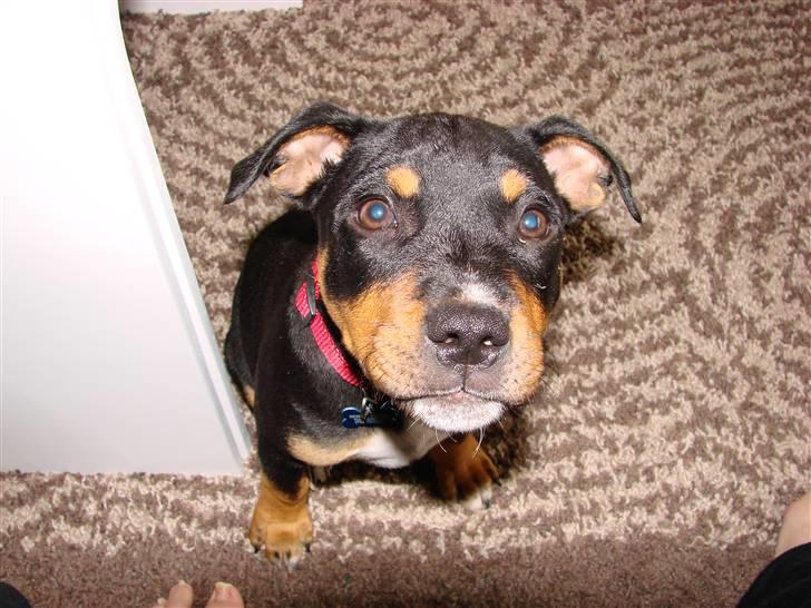 Staffordshire bull terrier Bacon - Hvad laver du mor ? billede 10