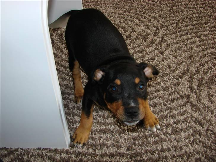 Staffordshire bull terrier Bacon - nej den der Blitz gider jeg altså ikke!! billede 11