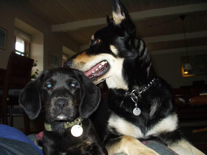 Blanding af racer Zigi (død 11/5-16) - Zigi (10 uger) og hendes bedste ven Luna (mine forældres hund, også her på HG). Juni 2007 billede 1