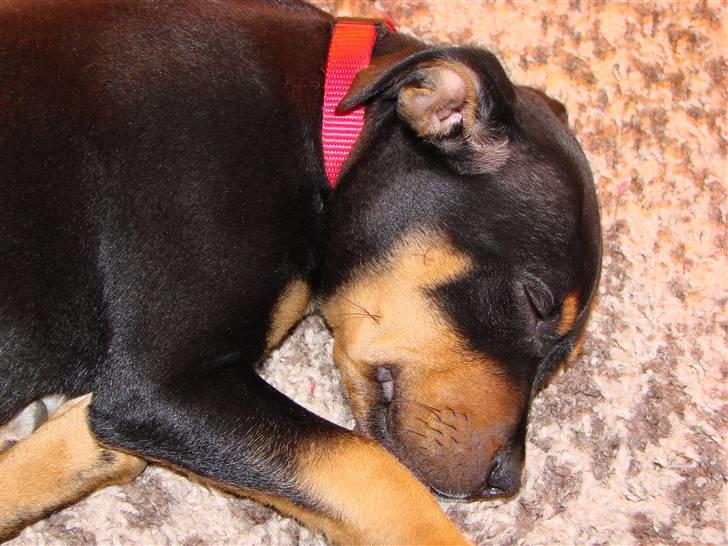 Staffordshire bull terrier Bacon billede 12