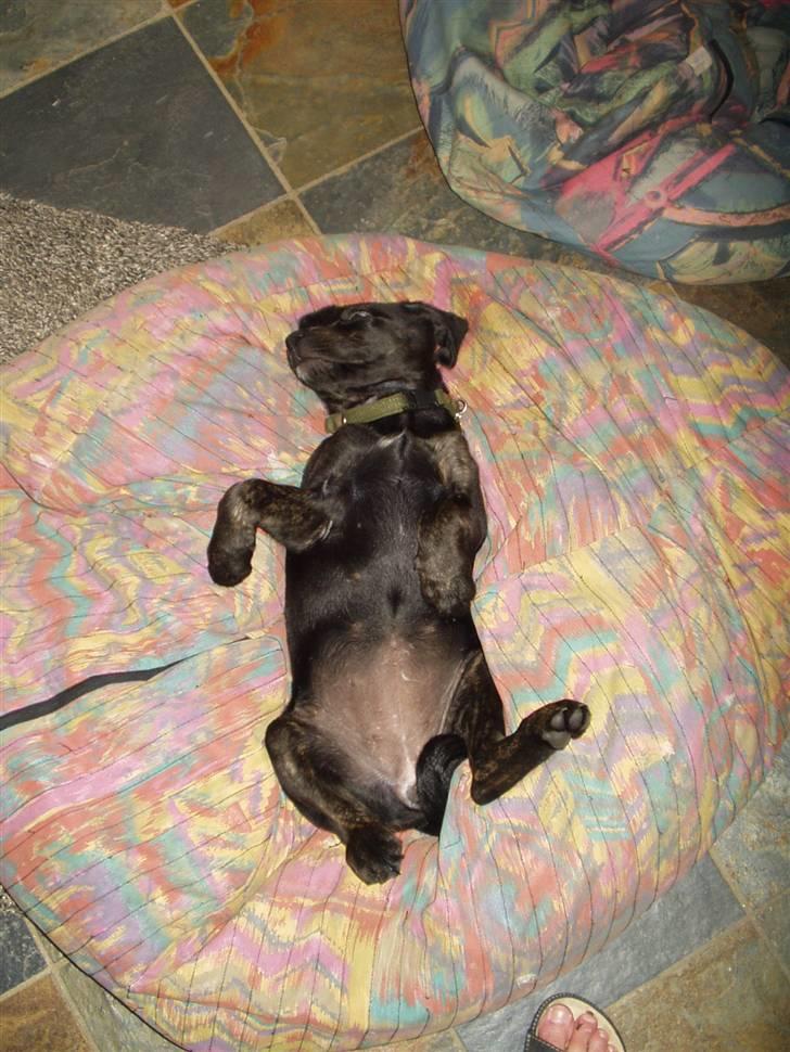 Blanding af racer Zigi (død 11/5-16) - Sådan slapper jeg bedst af - på ryggen i min sækkestol. Juni 2007. billede 2