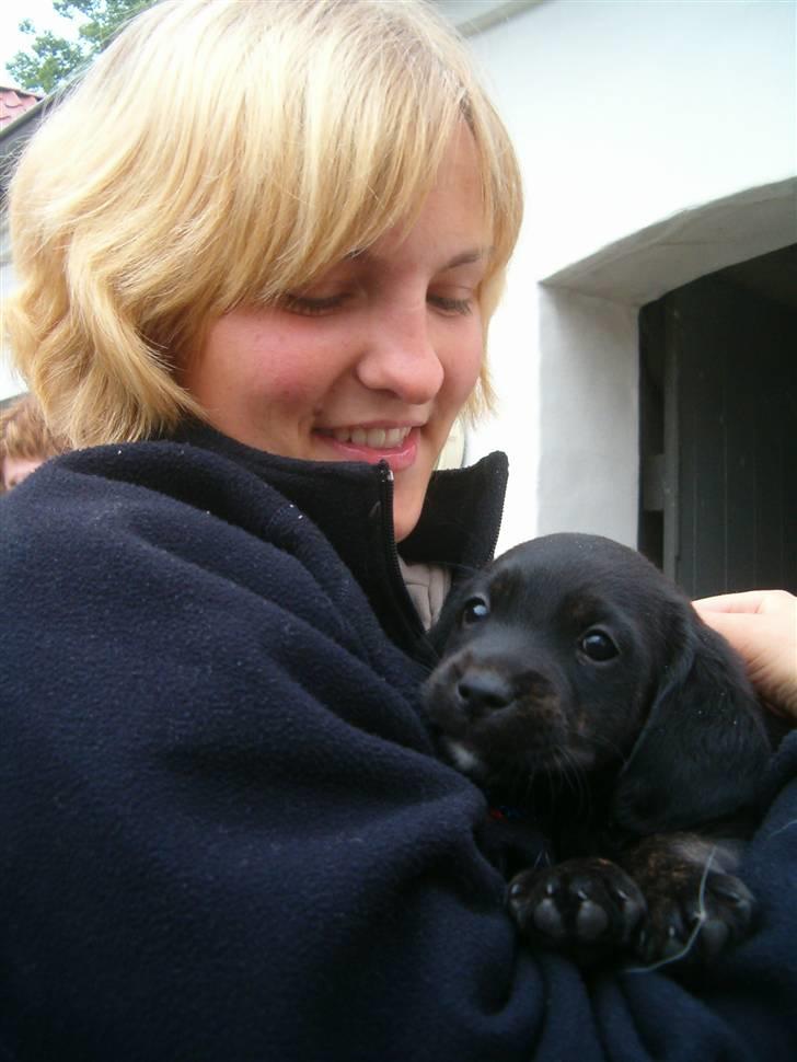 Blanding af racer Zigi (død 11/5-16) - 5 uger gammel og ikke ret stor (!) billede 3