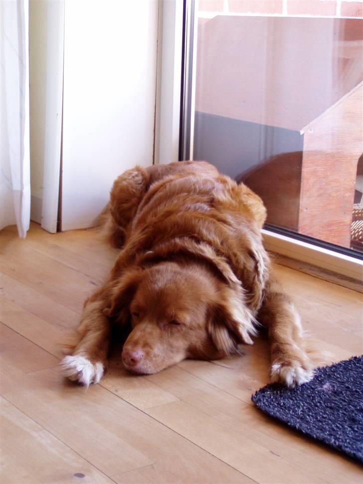 Nova scotia duck tolling retriever Sally (BHs HC) billede 1