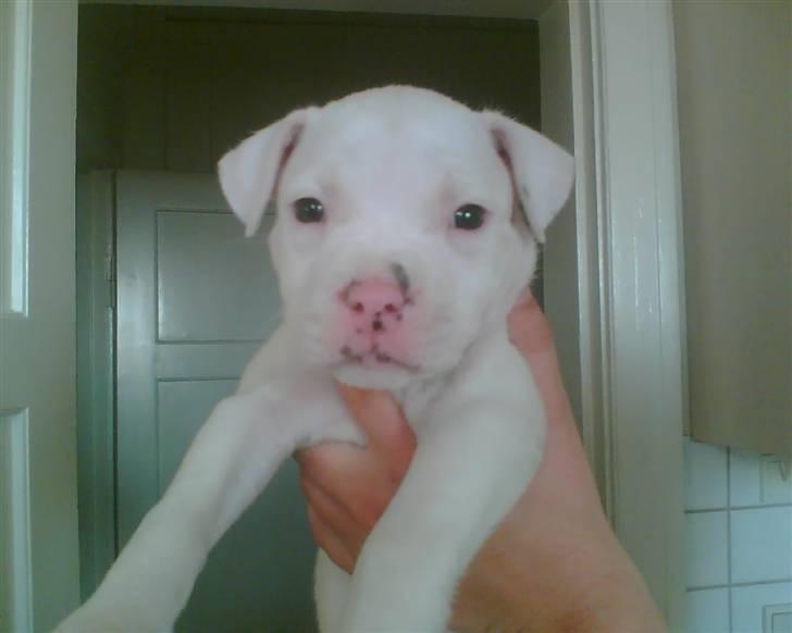 Amerikansk staffordshire terrier Chico billede 1