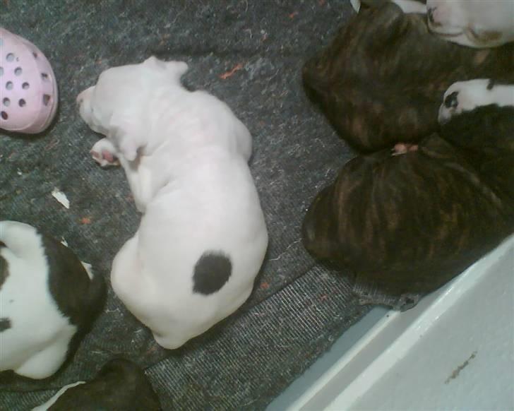 Amerikansk staffordshire terrier Chico billede 2