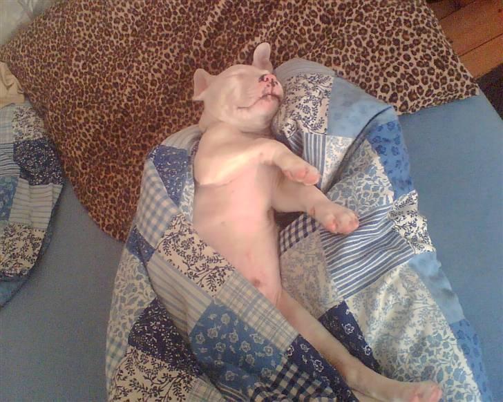 Amerikansk staffordshire terrier Chico billede 3