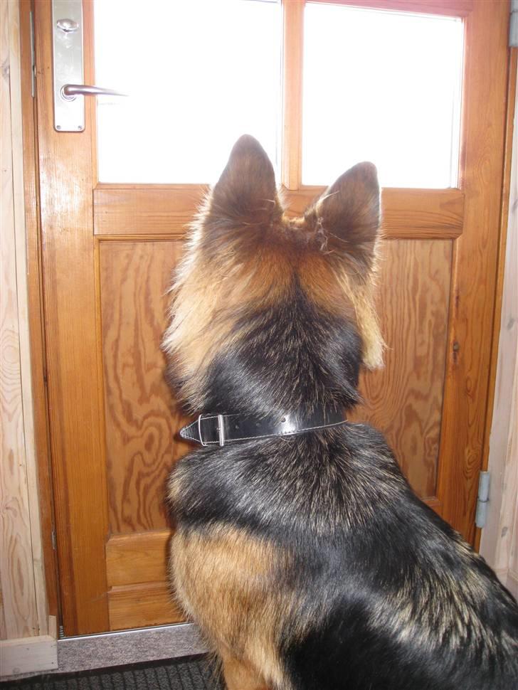 Schæferhund Gaia billede 19