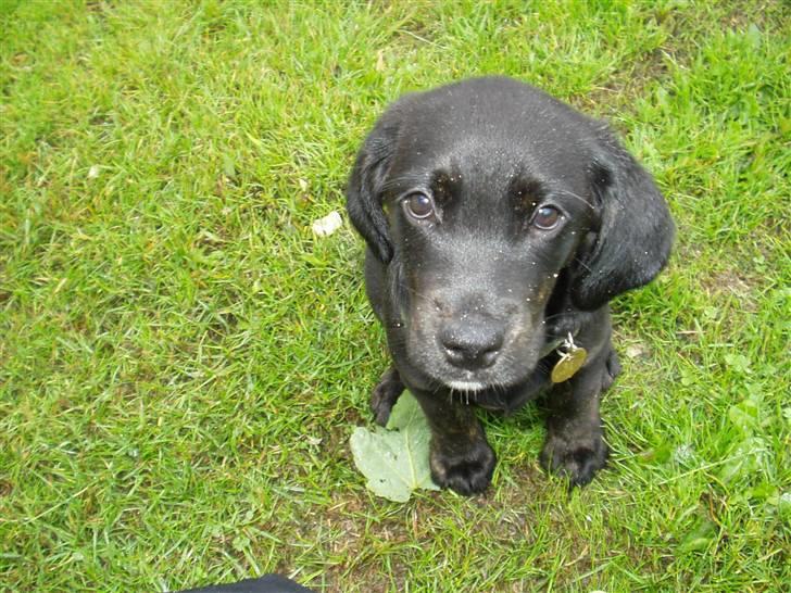 Blanding af racer Zigi (død 11/5-16) - Selvom jeg ikke er så gammel, så kan jeg altså godt sidde pænt, når mor siger jeg skal... Juli 2007 billede 4
