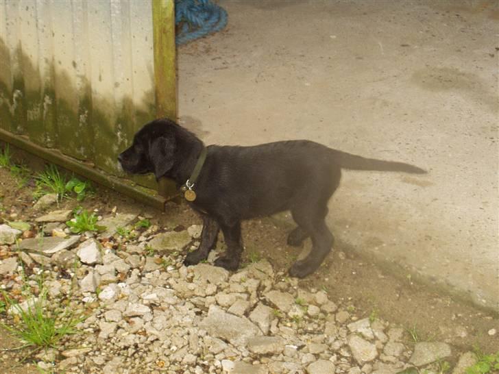 Blanding af racer Zigi (død 11/5-16) - Hvad er det for noget...? Juli 2007 billede 5