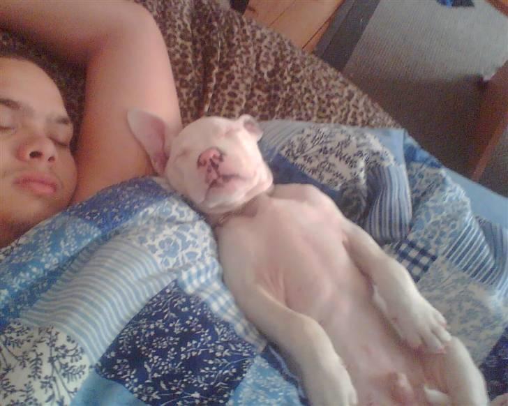 Amerikansk staffordshire terrier Chico billede 4