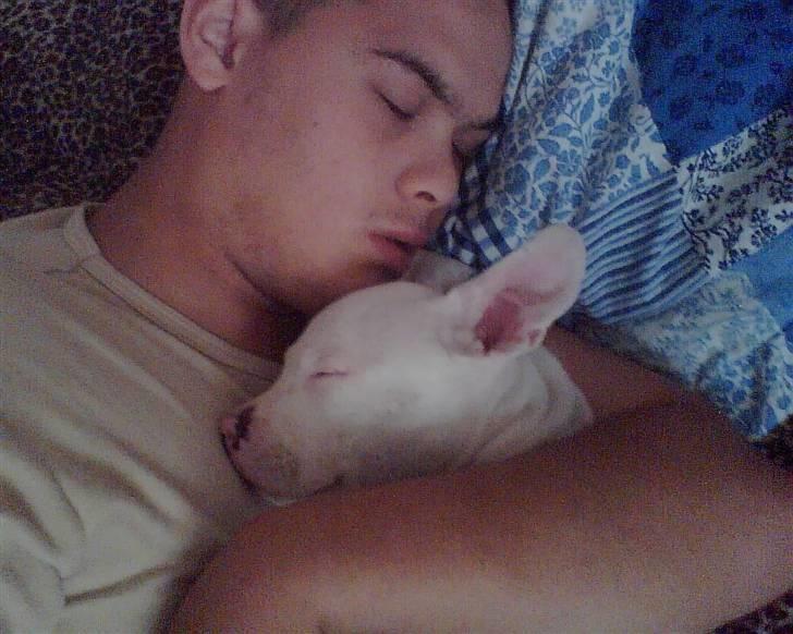 Amerikansk staffordshire terrier Chico billede 5