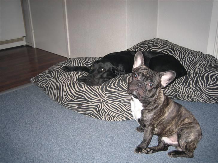 Fransk bulldog silver - Silver med hans storebror Sneiper billede 1