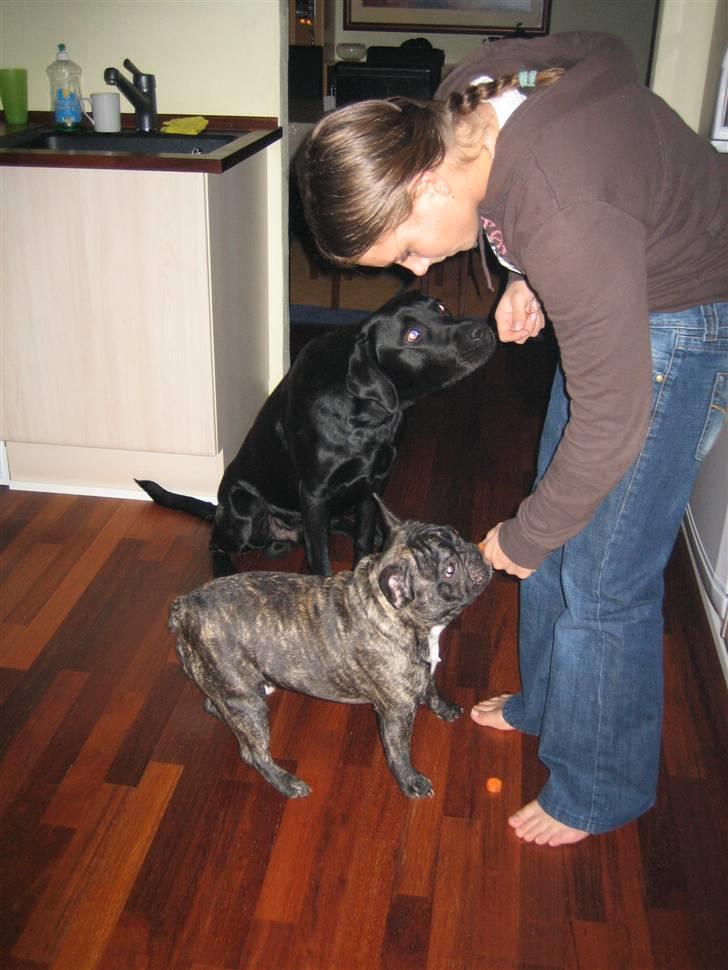 Fransk bulldog silver billede 2