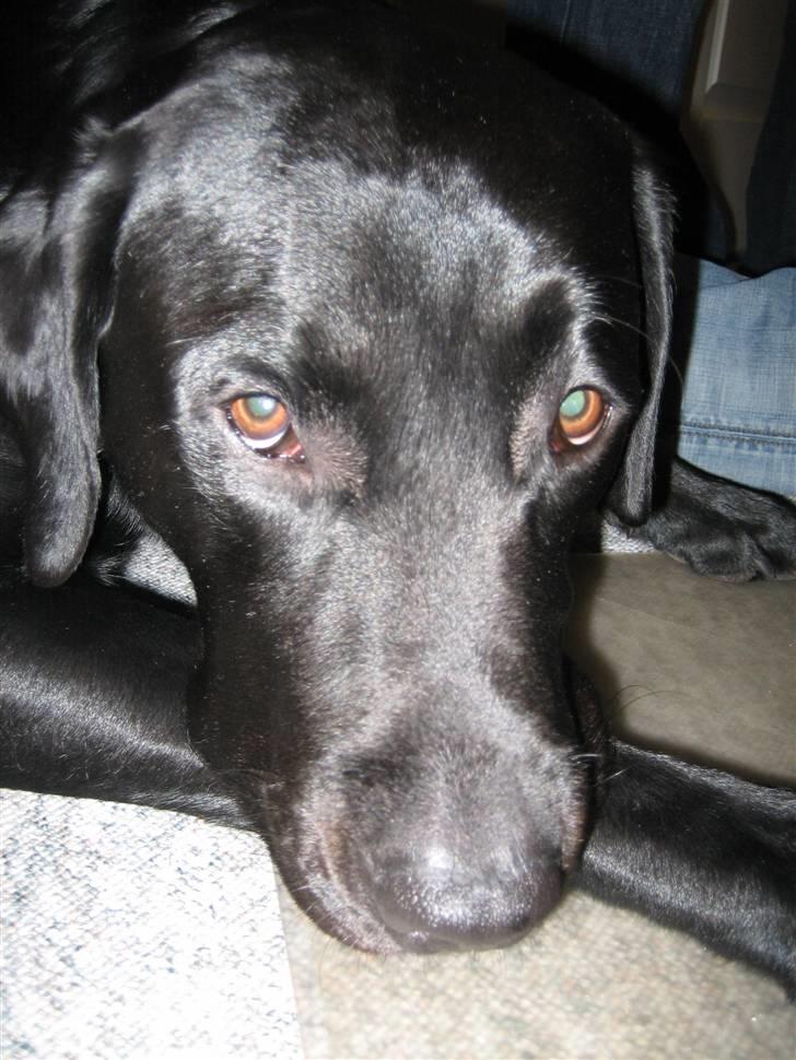 Fransk bulldog silver - Vores labrador Sneiper på 3 år billede 3