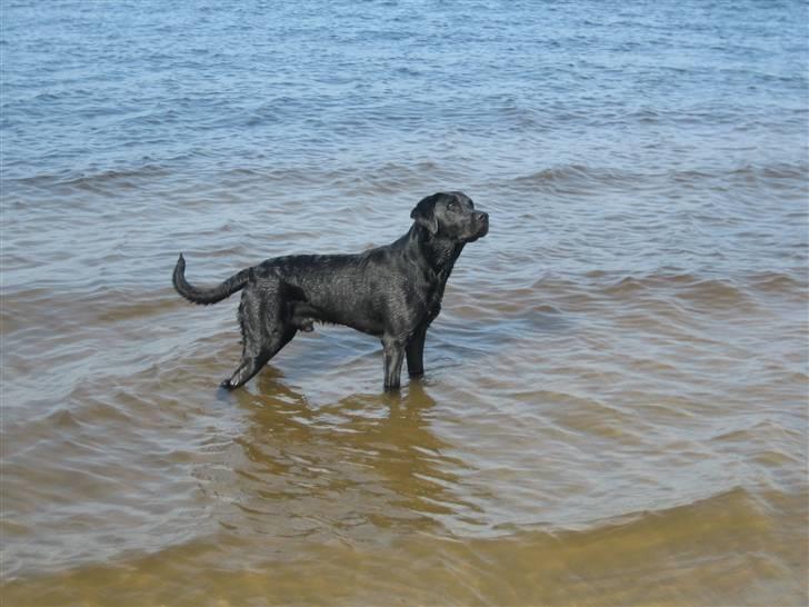 Fransk bulldog silver - Sneiper er en rigtig vandhund billede 4