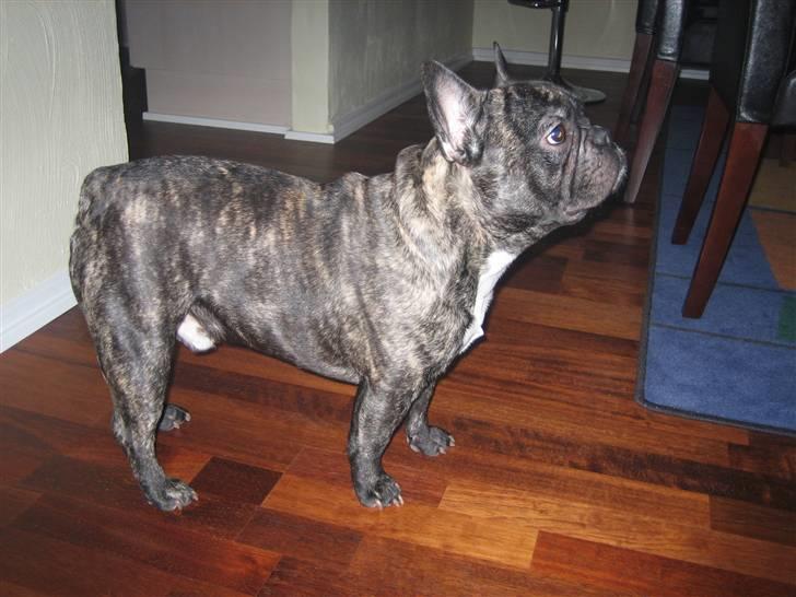 Fransk bulldog silver - silver på 2 år billede 5