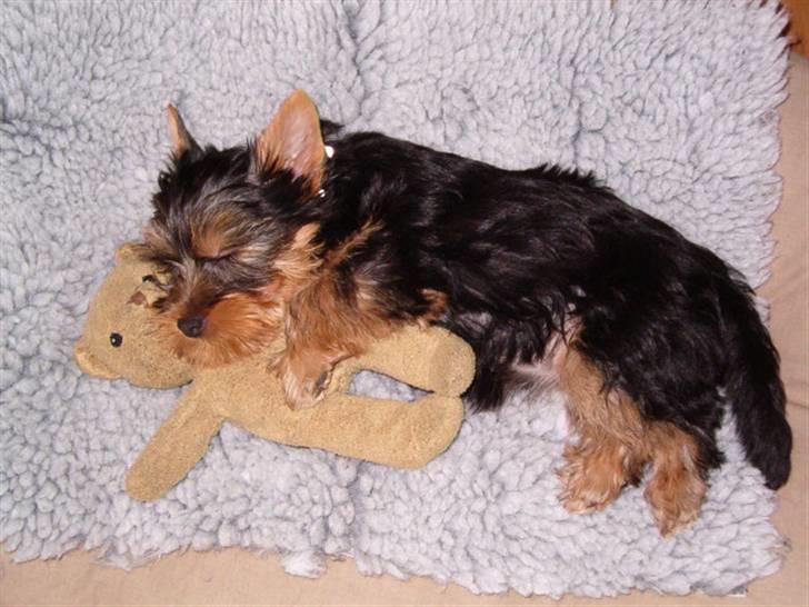 Australian silky terrier Bibi - Så er det sovetid igen - denne gang sammen med ynglingsbamsen billede 6