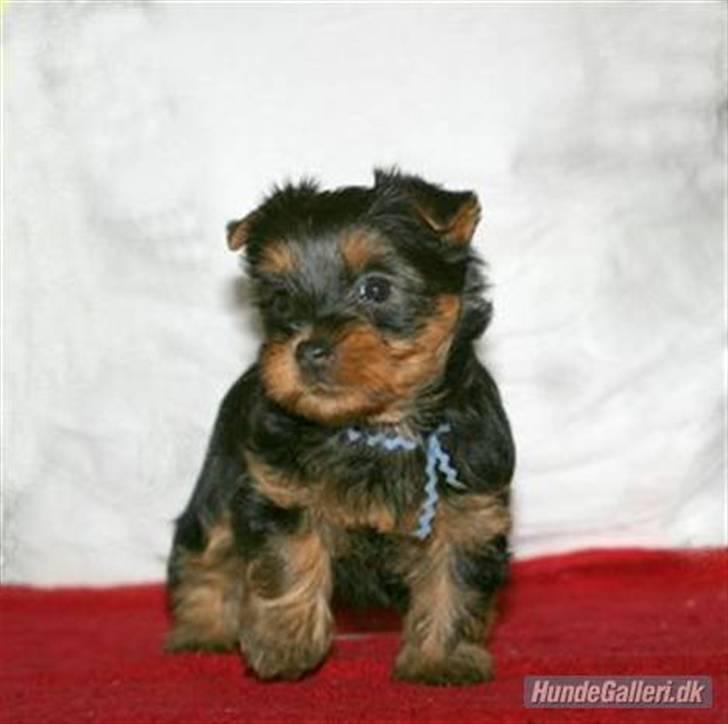 Australian silky terrier Bibi - Så nuser var Bibi som hvalp! billede 7