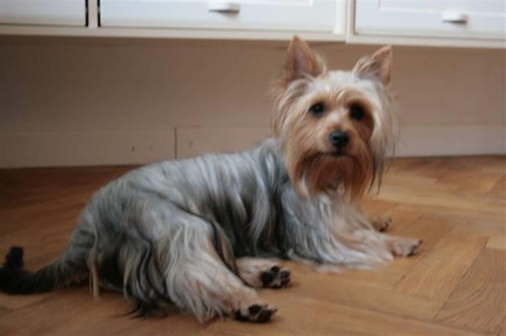 Australian silky terrier Bibi - Bibi som voksenhund - sådan en dejlig, dejlig hund billede 8
