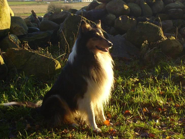 Collie langhåret Nico - Nico billede 2