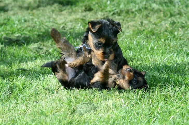 Australian silky terrier Bibi - "Se lige hvor stærk, jeg er!" billede 9