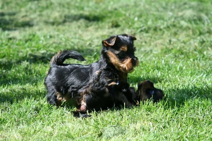 Australian silky terrier Bibi - "Det er mig, der er øverst" billede 10