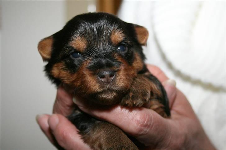 Australian silky terrier Bibi - "Kan I se, jeg lignede faktisk en rotweiler, da jeg var helt lille" billede 11