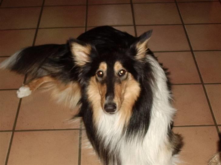 Collie langhåret Nico - Nico billede 3