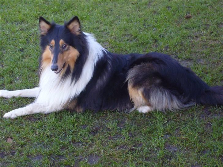 Collie langhåret Nico - Nico billede 4