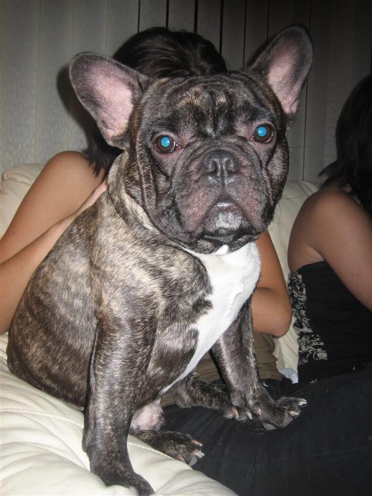 Fransk bulldog silver billede 6