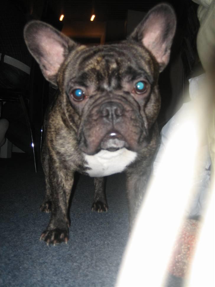 Fransk bulldog silver - lidt nysgerrig er man da altid... billede 7