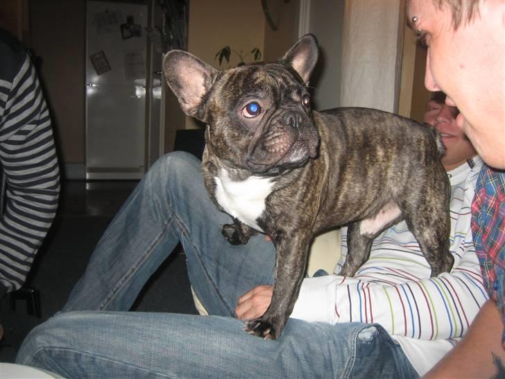 Fransk bulldog silver billede 8