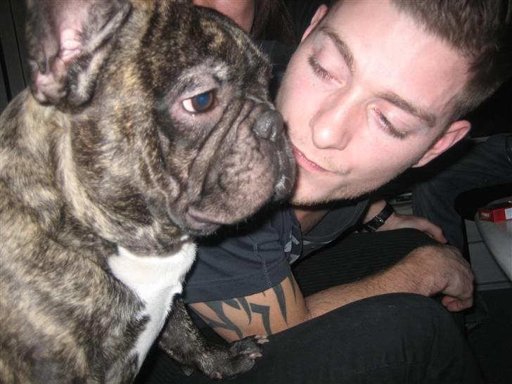 Fransk bulldog silver - silver med far...som vist er lidt beruset... billede 9
