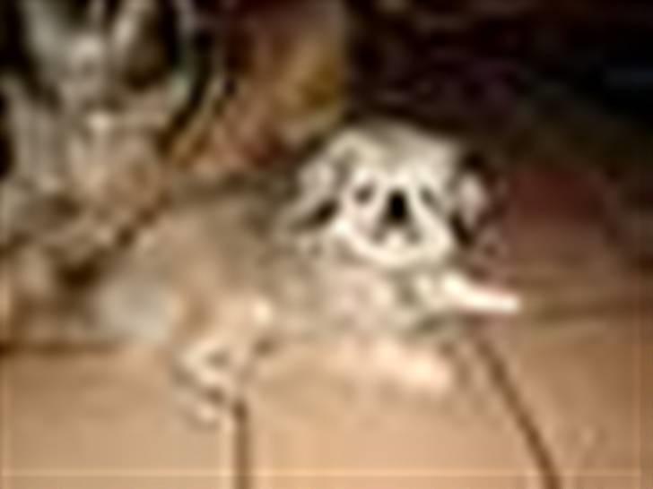 Pekingeser cera - Cera 4 mdr gl billede 11